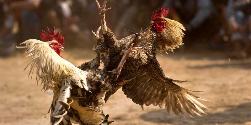 Đá Gà Sodo66 mang đến trải nghiệm cá cược kịch tính và mãn nhãn nhất hiện nay. 